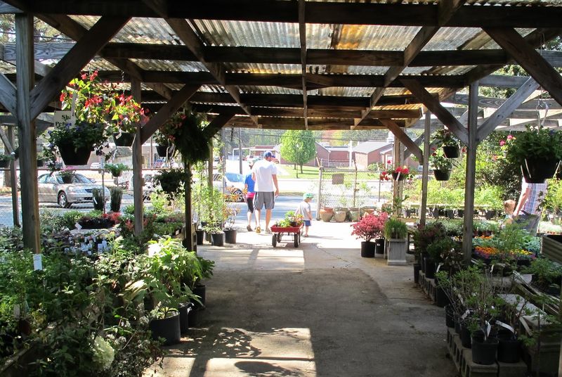 Hall's Flower Shop & Garden Center