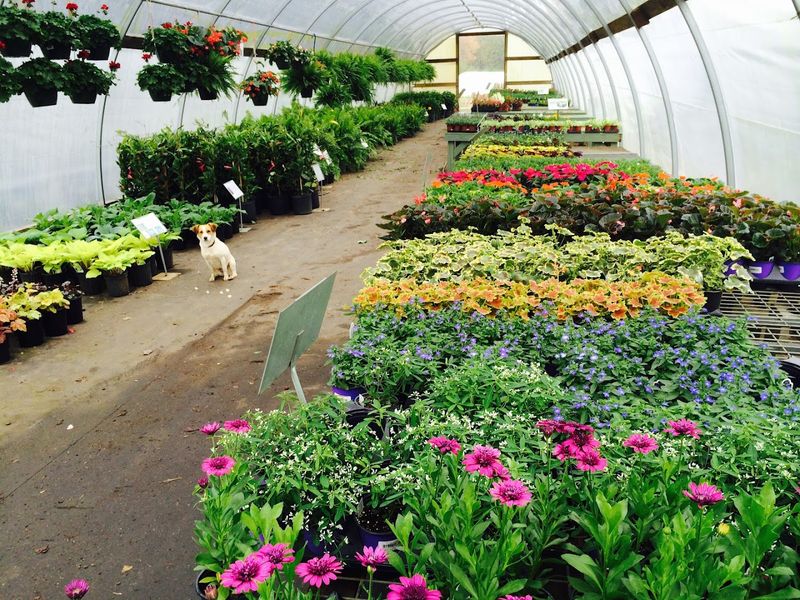 Full Bloom Nursery