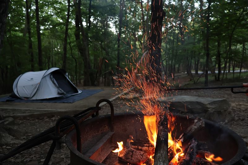 Sleeping Beneath Forest Canopy