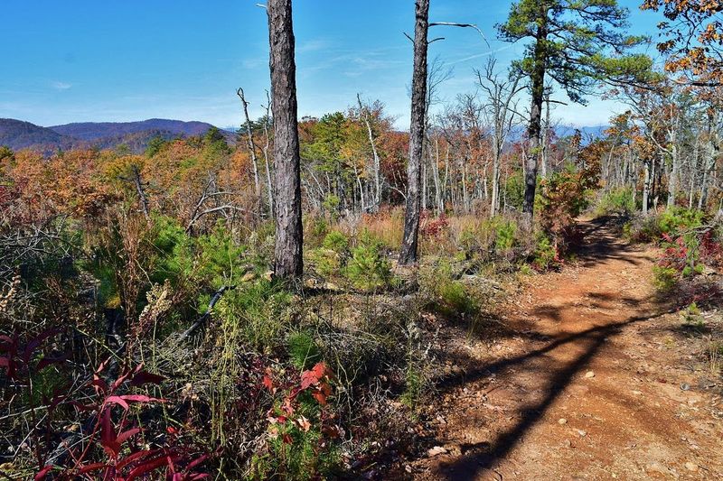 Moderate Forest Loop Journey