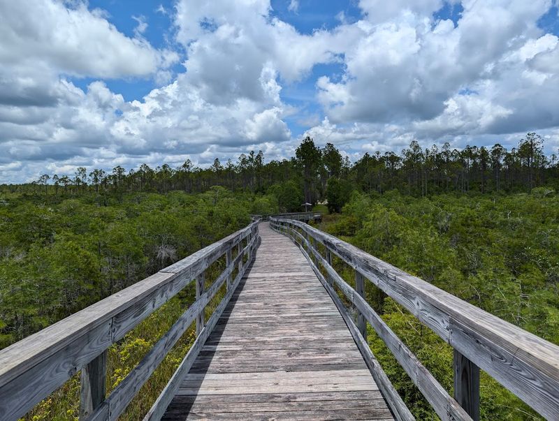Tate's Hell State Forest
