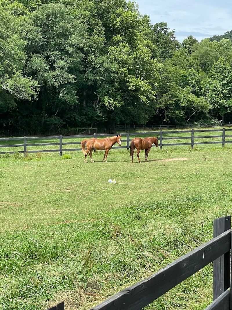 Brasstown Valley Resort Equestrian Program — Young Harris, Georgia