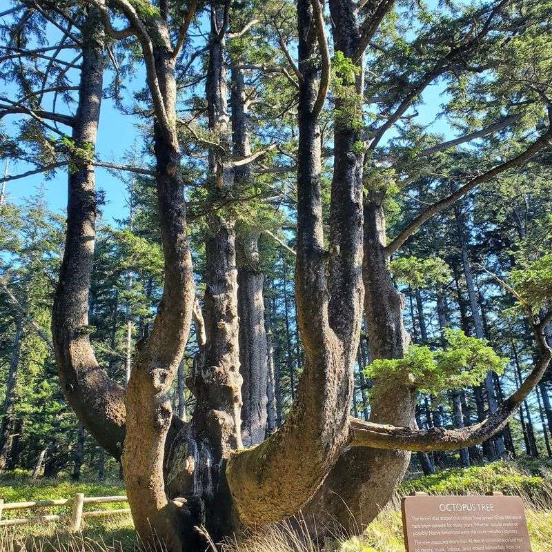 The Octopus Tree (Cape Meares)