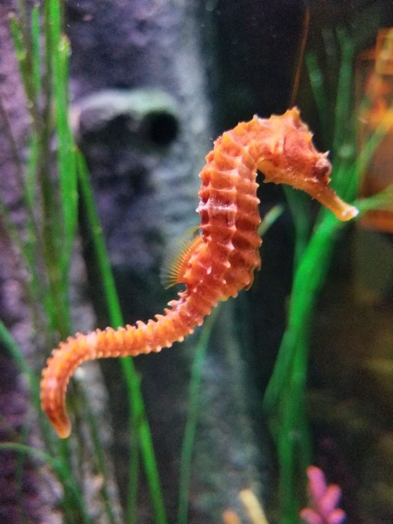 Seahorse Secret Garden