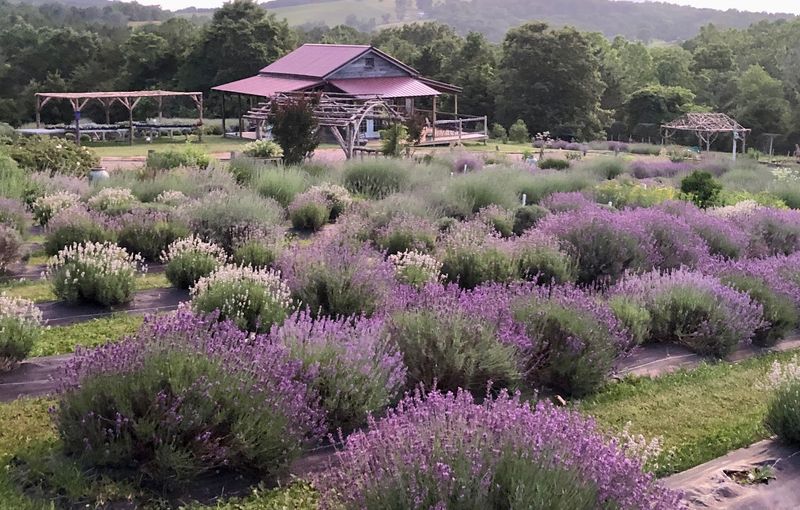 Tantivy Lavender Farm