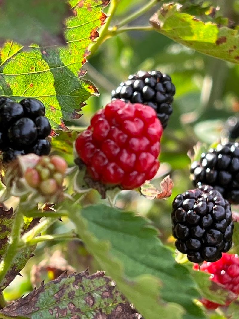 Sweet Berry Farms, Williston, Levy County