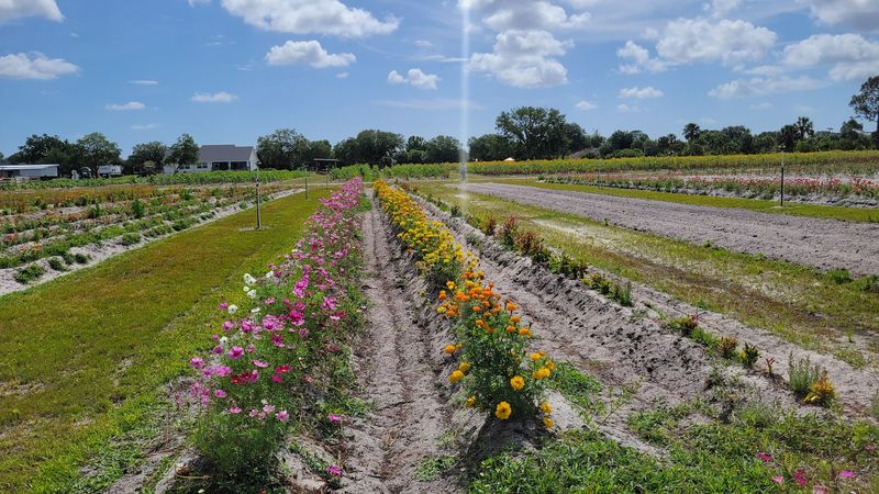 Harris Establishment Farms - U-Pick & Farm Adventures