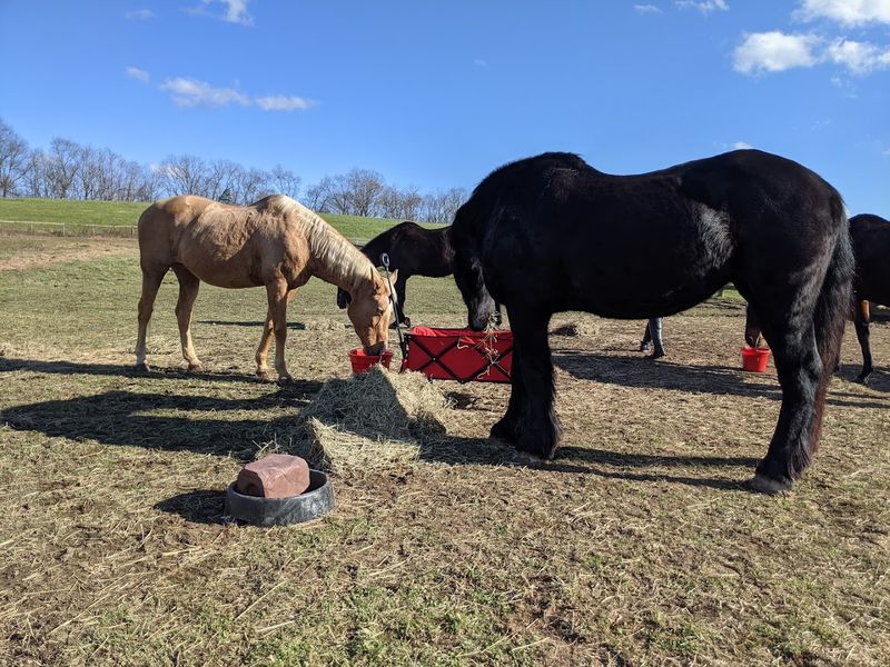 River Chase Farm