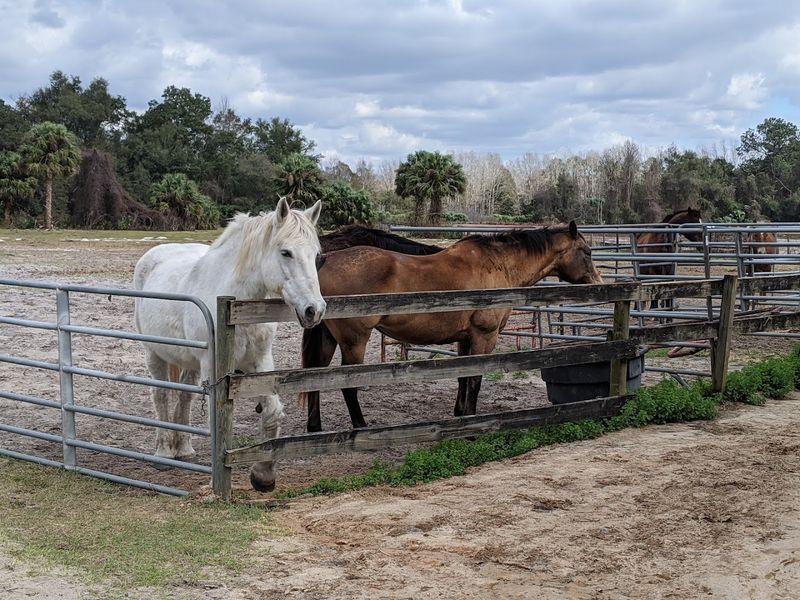 Rock Springs Run State Reserve Horse Camp