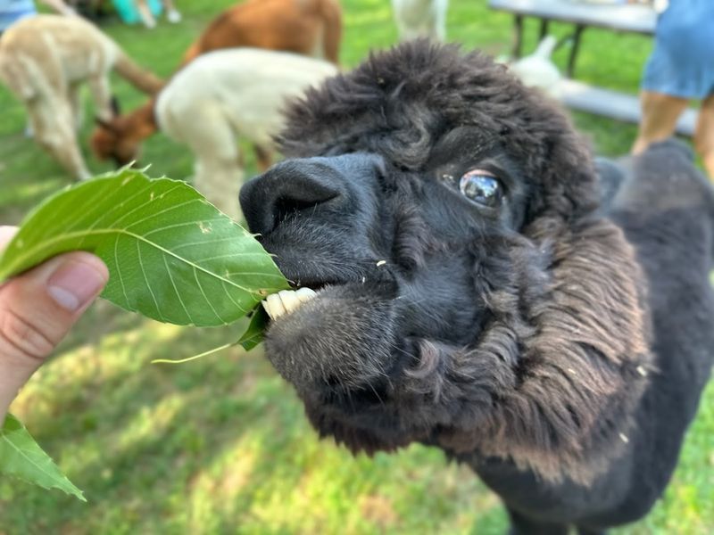 Lost Mountain Alpaca Ranch (Powder Springs)