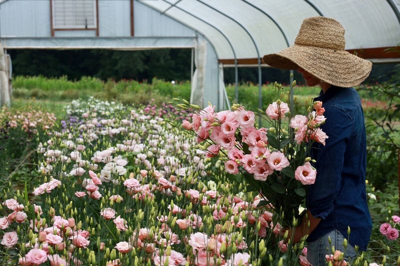 3 Porch Farm Flower Fields