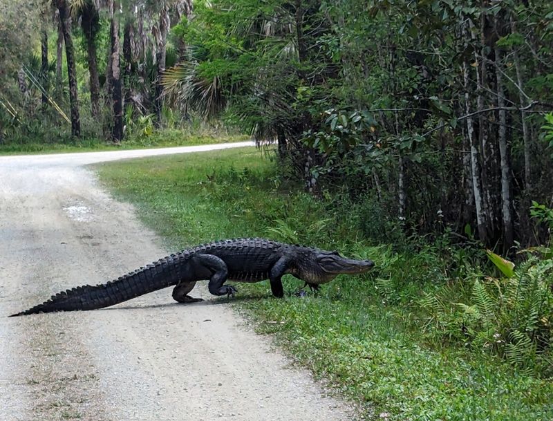 Florida Panther National Wildlife Refuge