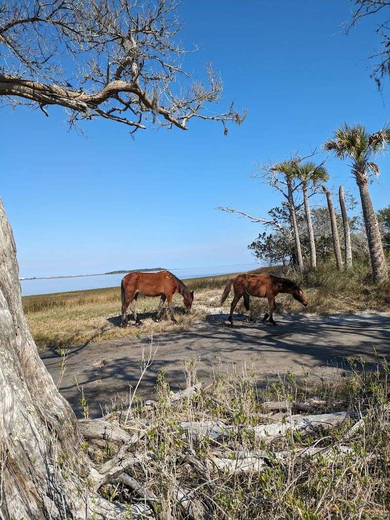 Cumberland Island National Seashore