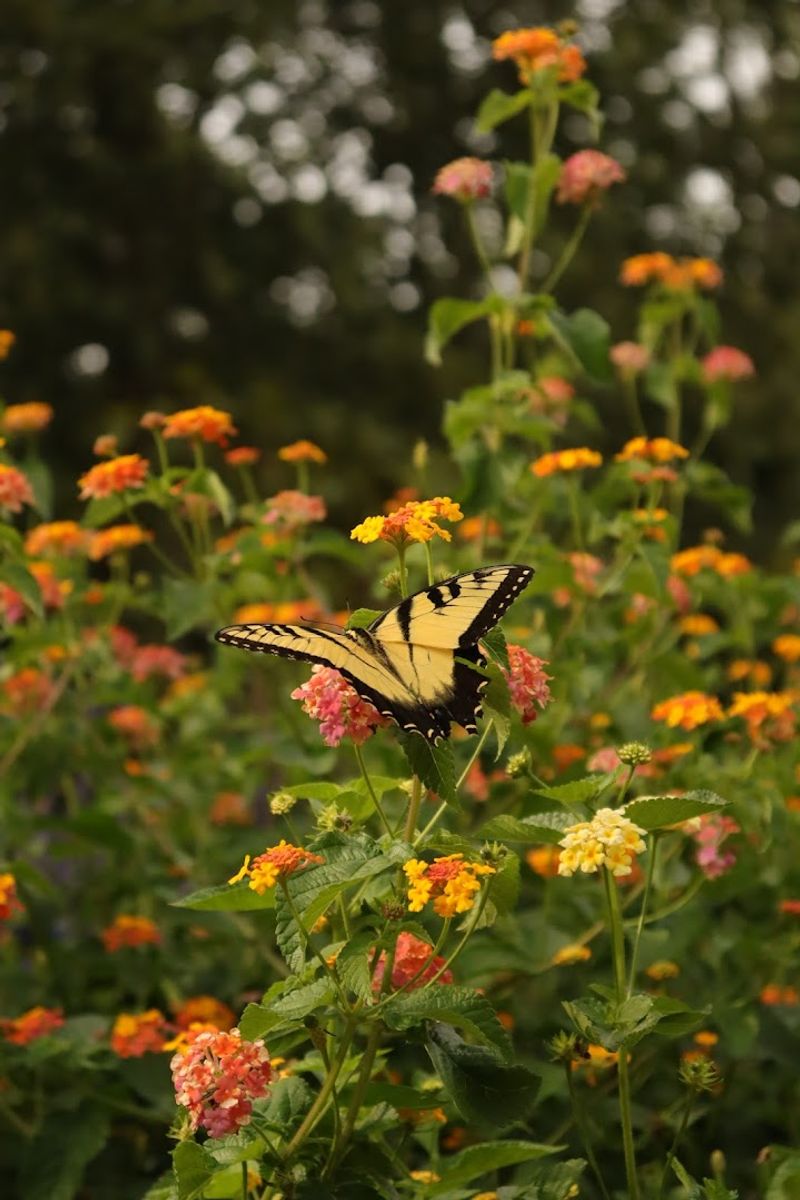 Williamsburg Botanical Garden (Williamsburg)