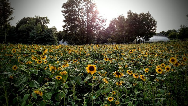 Ambler Farm (Cut Flowers)