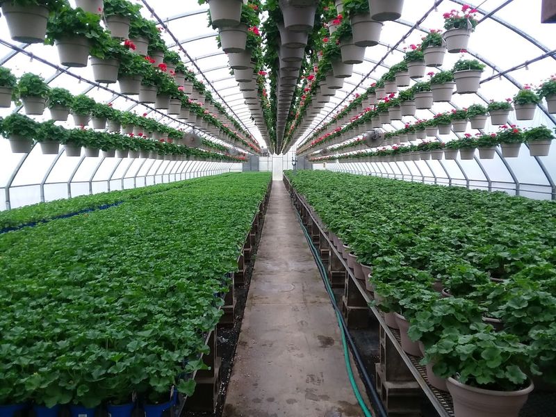 Strader&rsquo;s Garden Centers - Powell