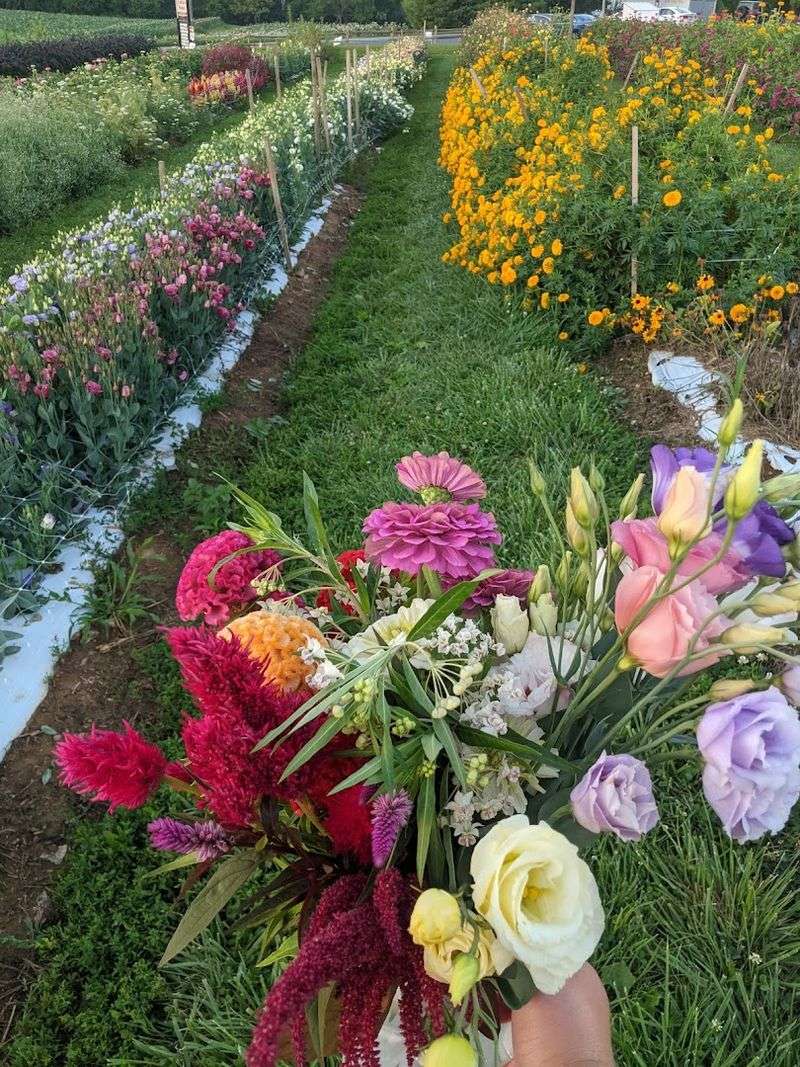Everfresh Produce (Cut Your Own Flowers)