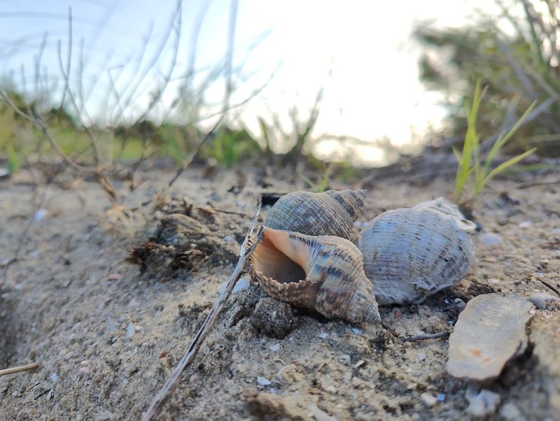 Masonboro Island Reserve (Wilmington)