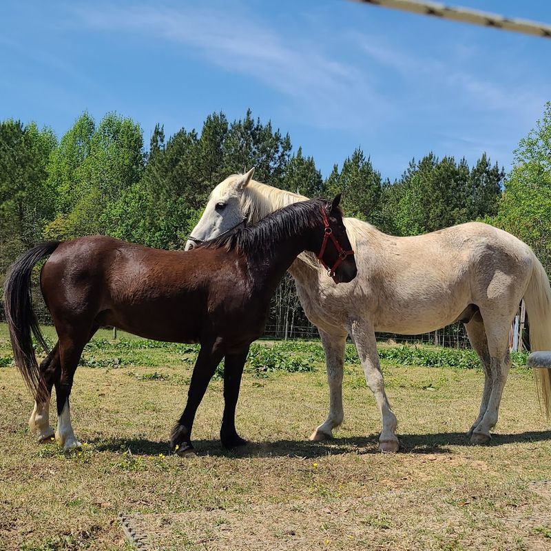 RH Farm Rescue and Stables
