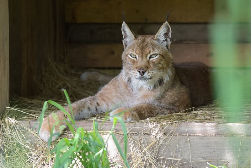 Animal Park at the Conservators Center - Burlington, Caswell County
