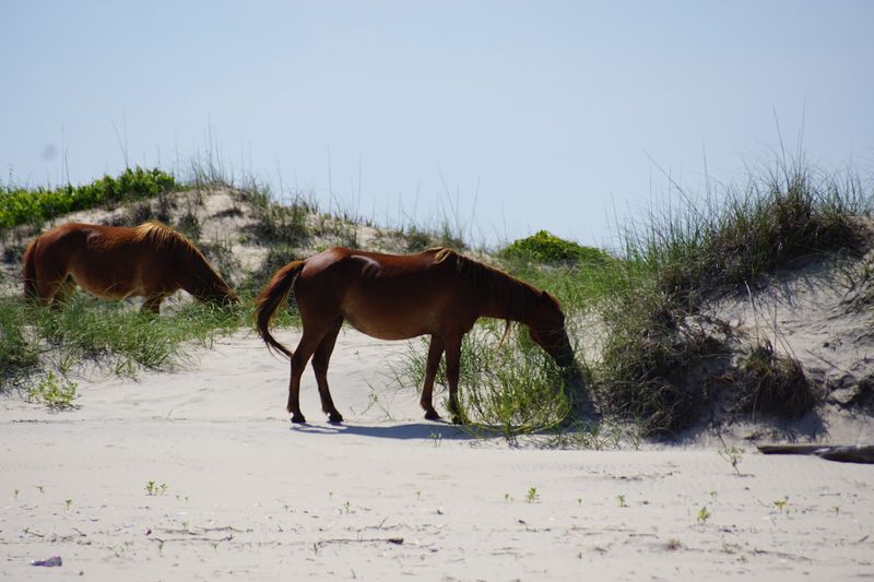 Currituck National Wildlife Refuge - Corolla, Currituck County