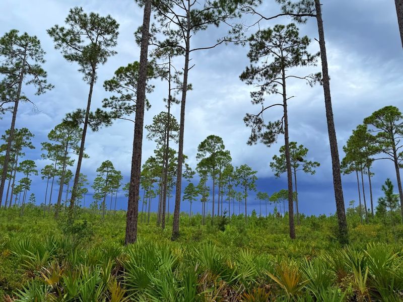 Okefenokee Swamp National Wildlife Refuge, Folkston, Charlton County