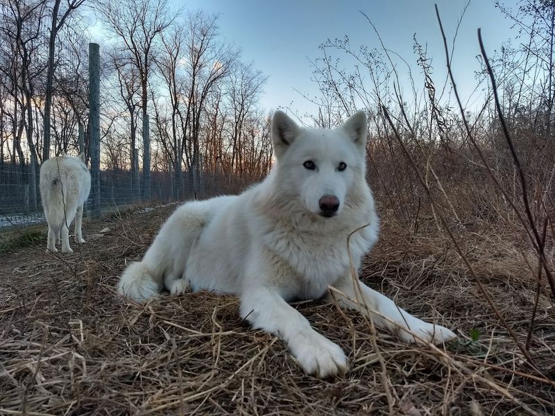 Wolf Sanctuary of PA, Lititz, Lancaster County