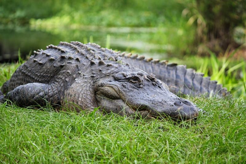 Okefenokee Swamp Park - Waycross, Ware County