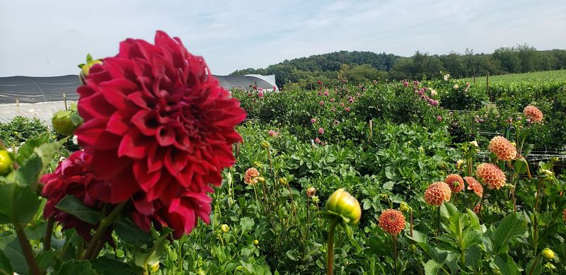 Harmony Harvest Farm