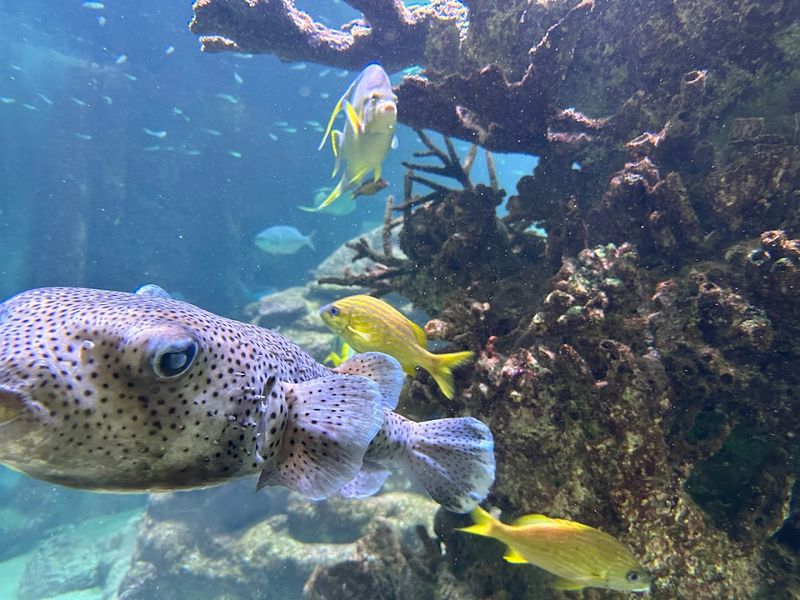 Gumbo Limbo Nature Center
