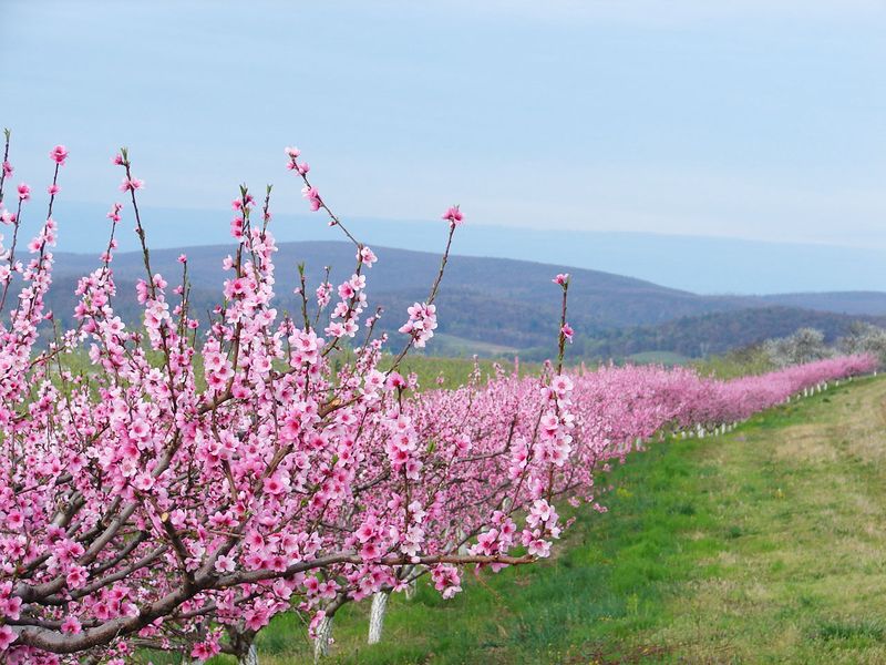 Boyer Nurseries & Orchards, Inc