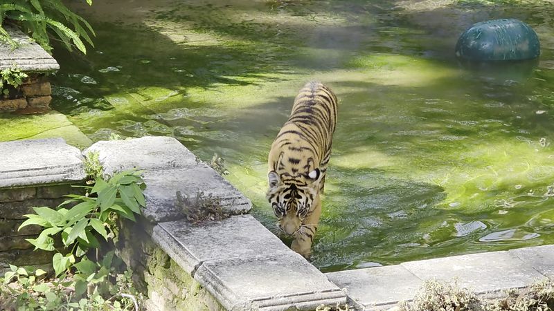 Maharajah Jungle Trek & Gorilla Falls Exploration Trail (Bay Lake)