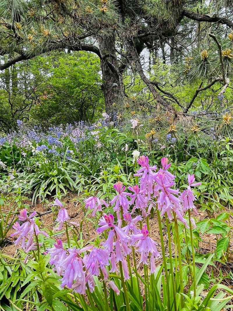 Wellesley College Botanic Gardens (Wellesley)