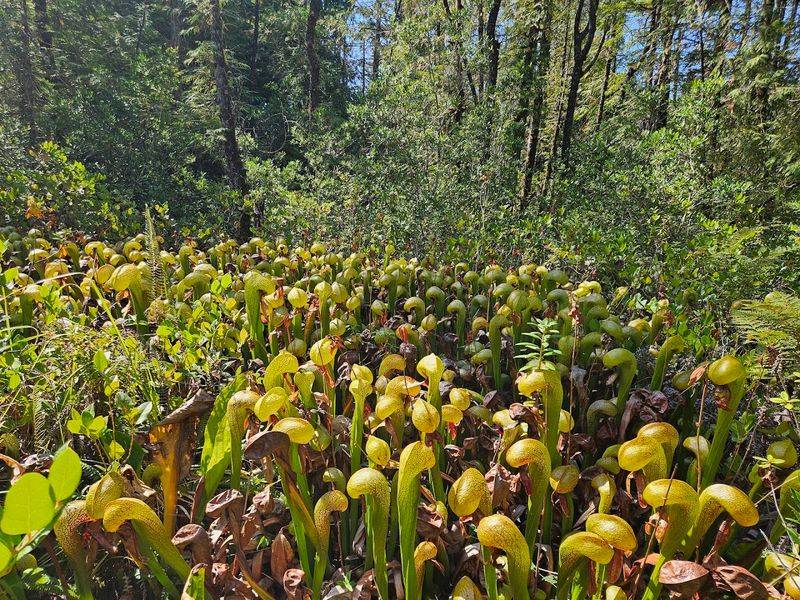 Darlingtonia State Natural Site (Florence)