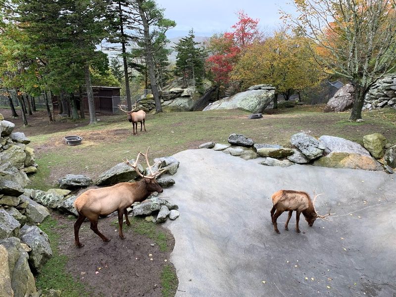 Wildlife Habitat and Animal Encounters