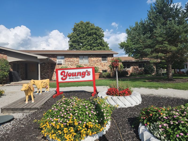 The Young&rsquo;s Jersey Dairy Cow Sculptures 