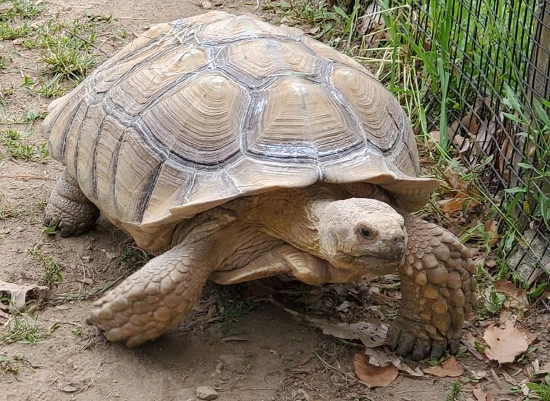 Connecticut's Beardsley Zoo