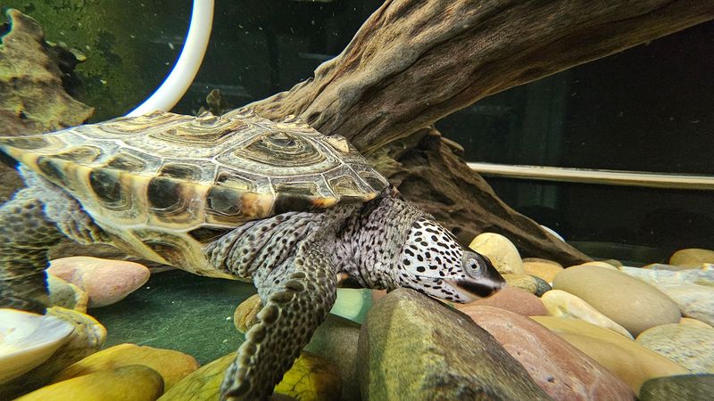 Denison Pequotsepos Nature Center