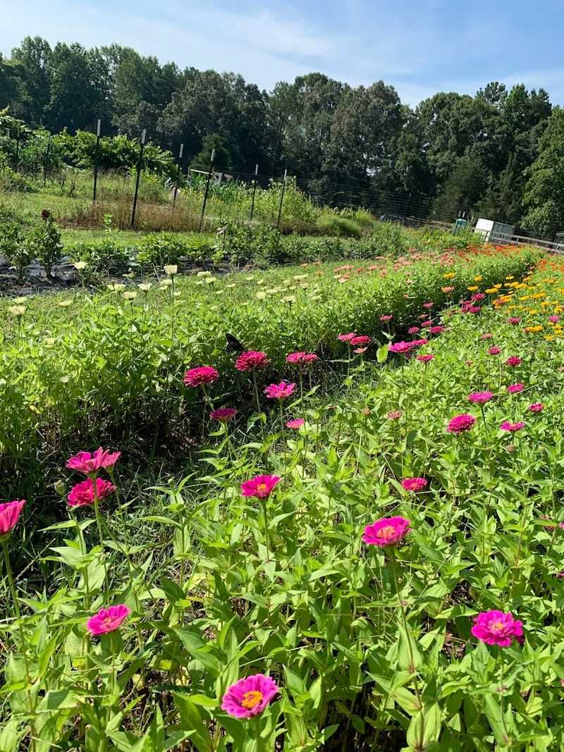 Firefly Farm