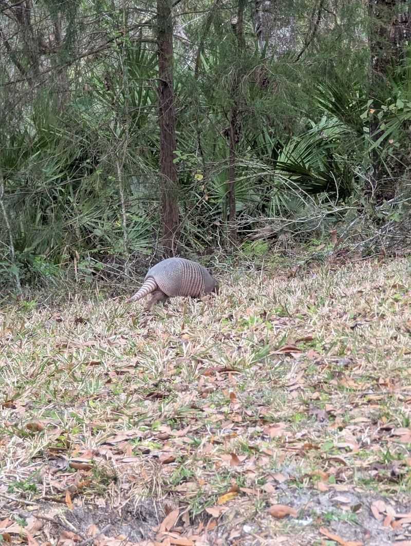 Wildlife Encounters Around the Spring and River Ecosystem