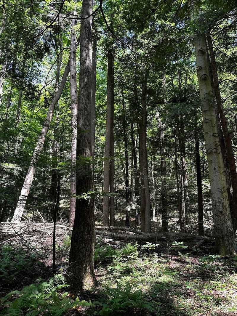 Tall Trees and Deep Green Canopy