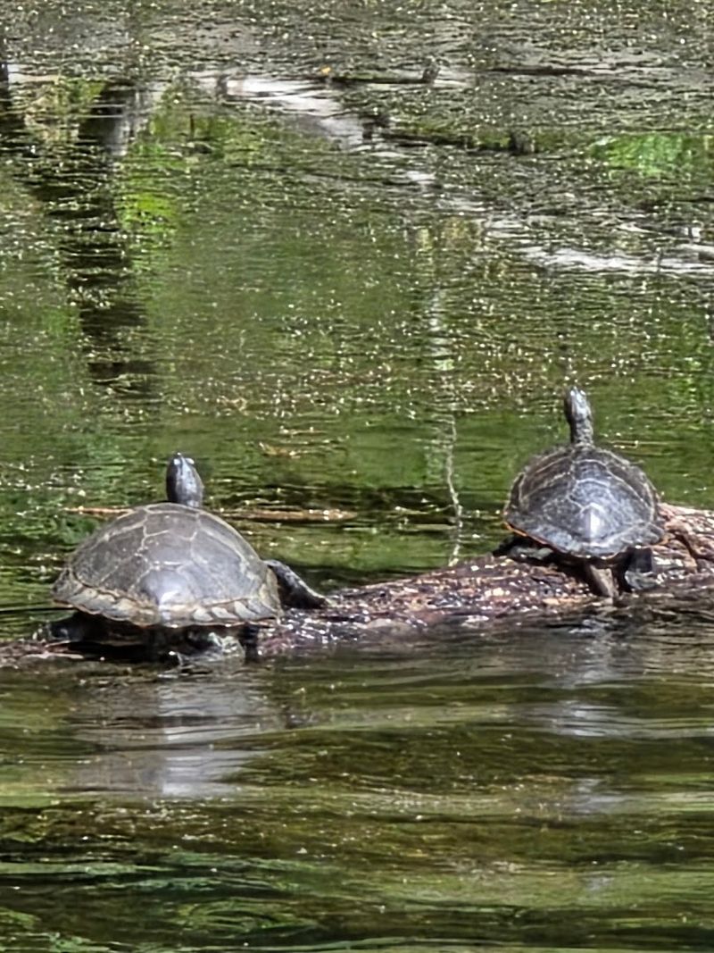 Wildlife Encounters and Natural Observations