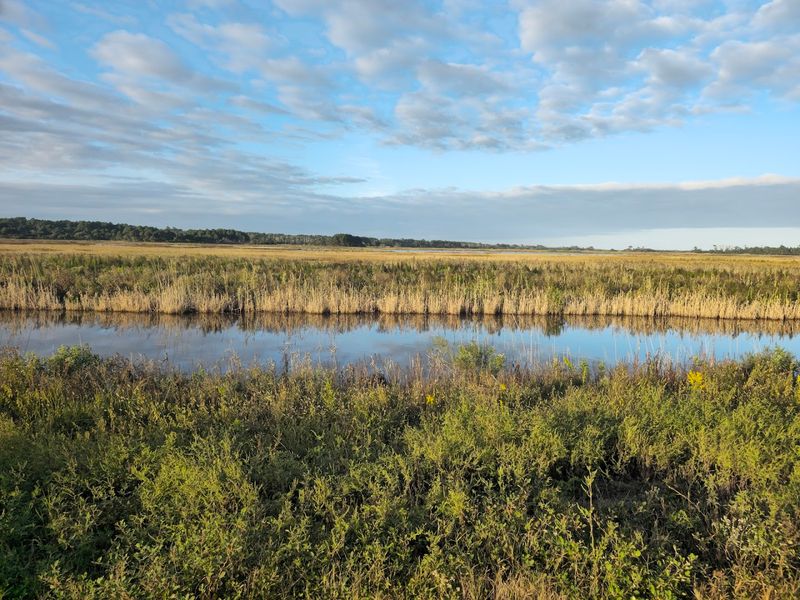 Marsh Views That Quiet Your Brain