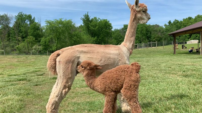 Majestic Meadows Alpacas (Medina)
