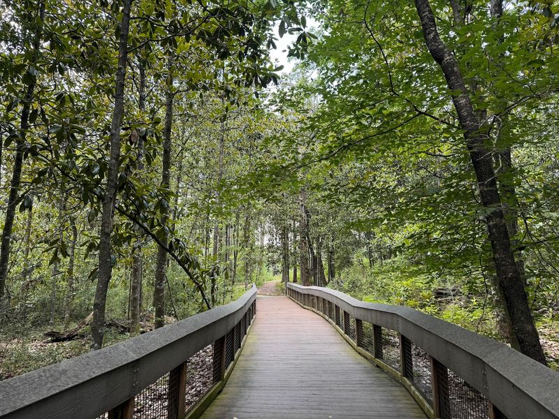 Walking through pines, boardwalks, and quiet corners