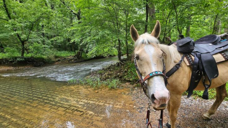 These 11 Georgia Trail Rides Offer Scenic Views And Unforgettable Experiences