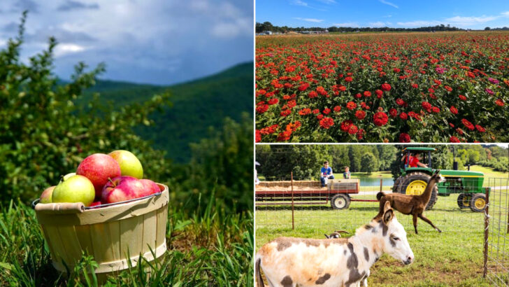 These 13  North Carolina Farms Turn Ordinary June Weekends Into Something Special