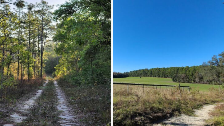 This 4-Mile Florida Trail Features Caves, Rock Walls, and a Sinkhole That Feel Nothing Like Florida