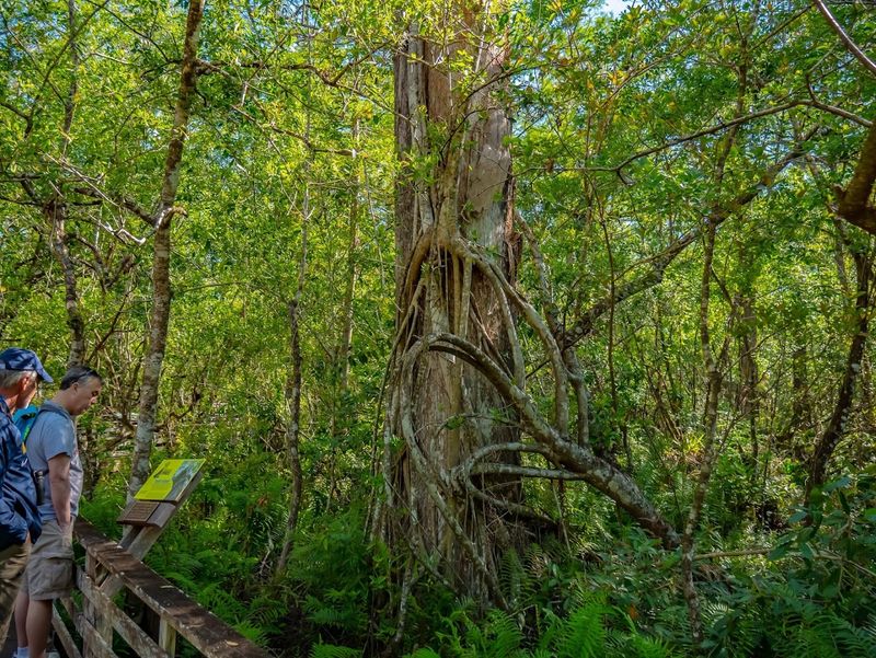 Towering Ancient Cypress Trees Stand Guard