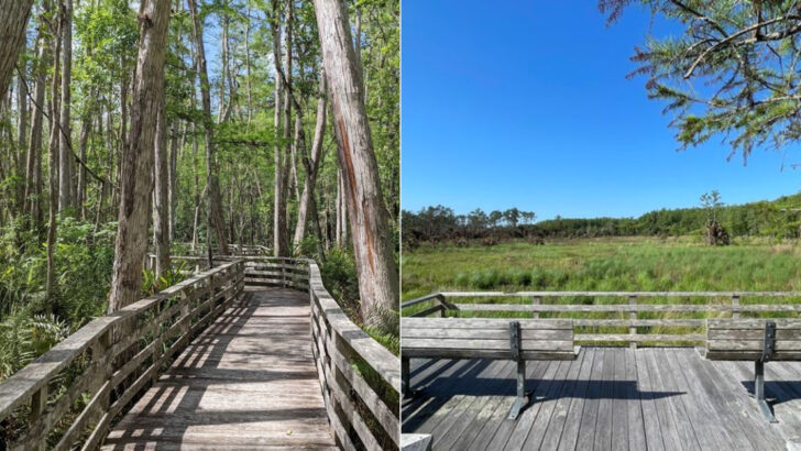 This Easy 2.25-Mile Hike in Florida Is One of the State&rsquo;s Most Rewarding Walks